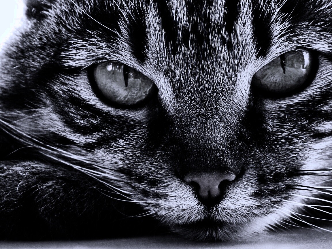 Пристальный кошачий взгляд обои