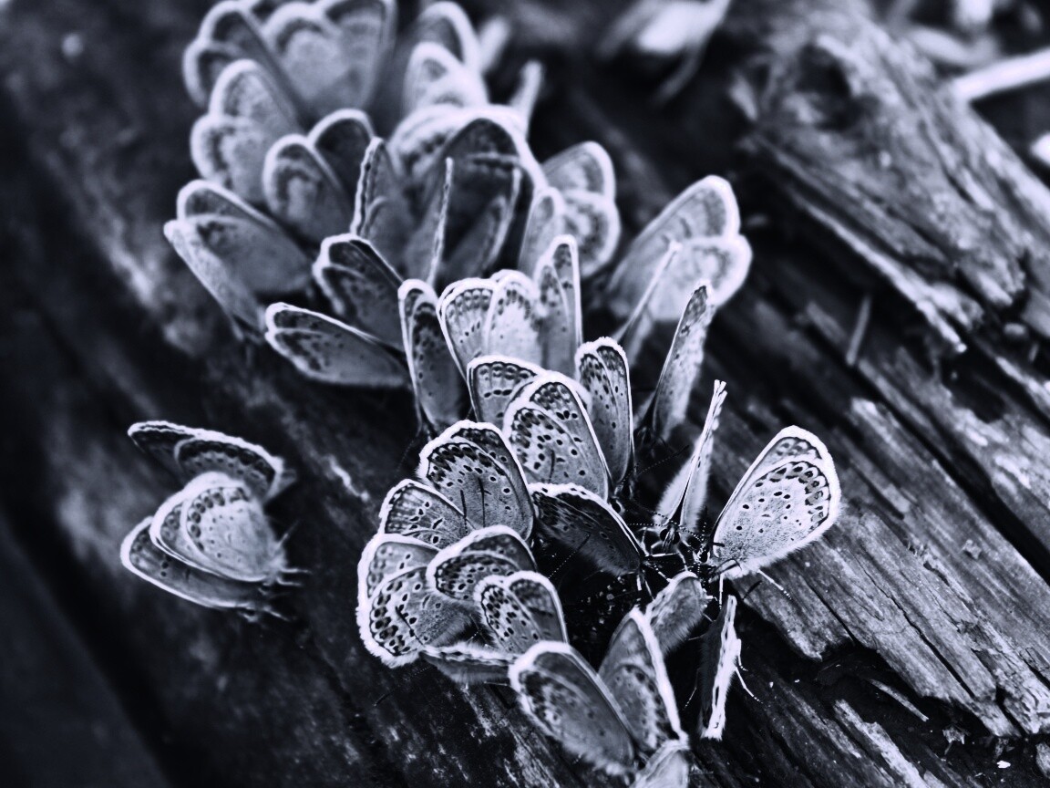 Голубые бабочки обои