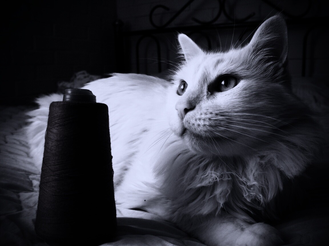 Белый кот с катушкой ниток обои