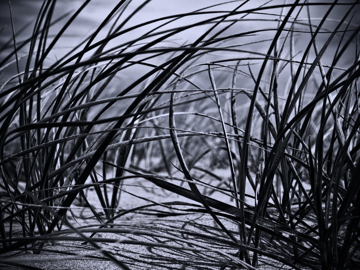 Трава на песке обои