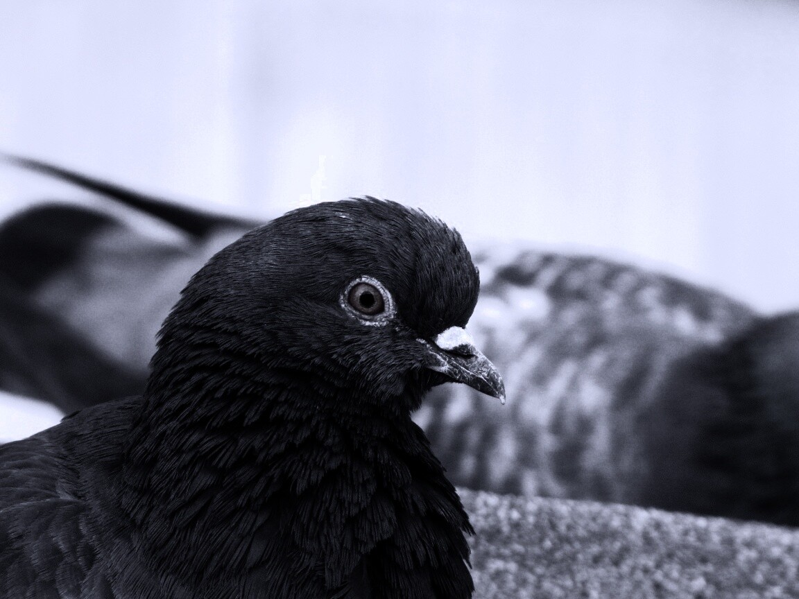 Смотрит в самую душу обои