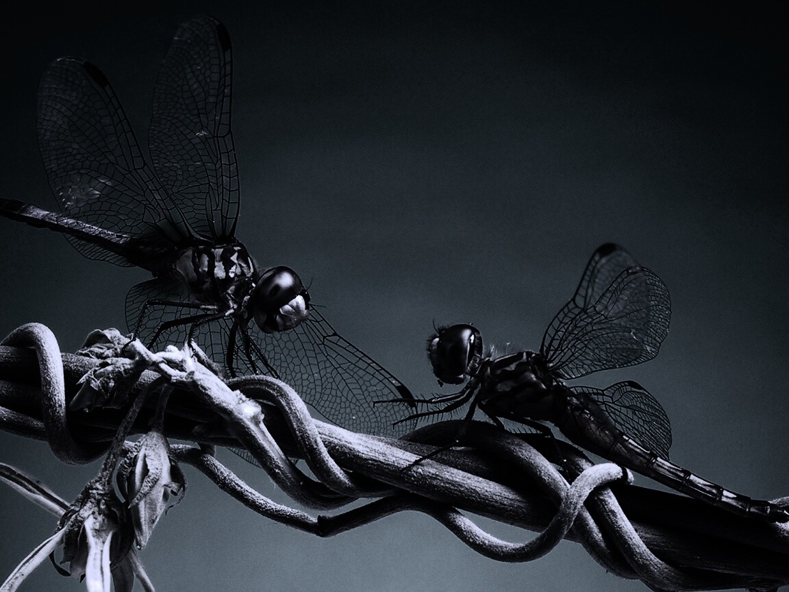 Две стрекозы обои