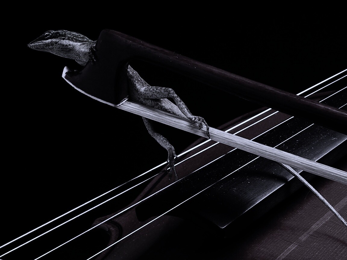 Ящерка на виолончели обои