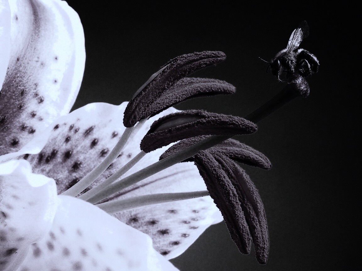 Трудолюбивая пчела на прекрасном цветке обои