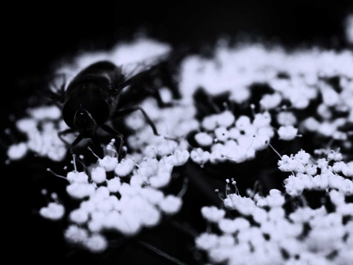 Пчела на нежный белых цветах обои