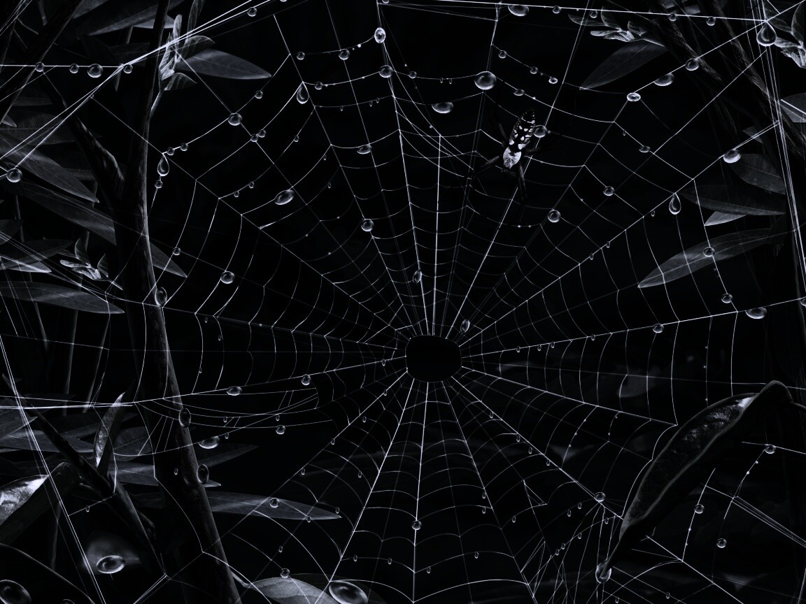 Паутина и паук обои