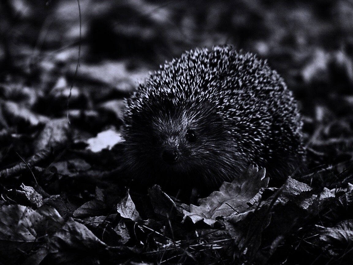 Ежик в осенней листве обои