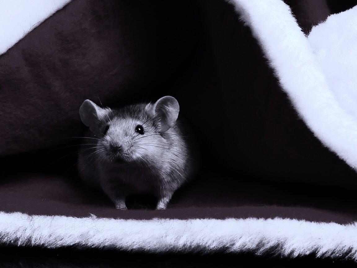 Толстый новогодний мышонок обои