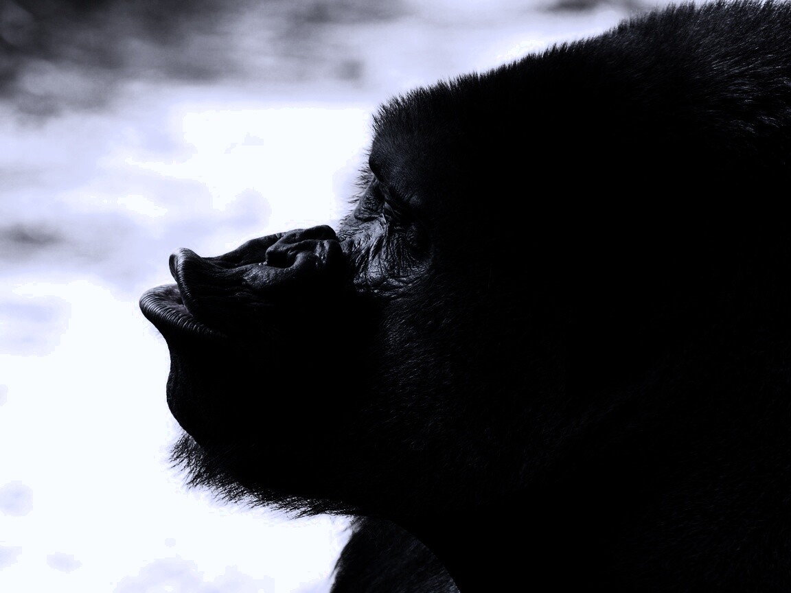 Горилла корчит рожи обои