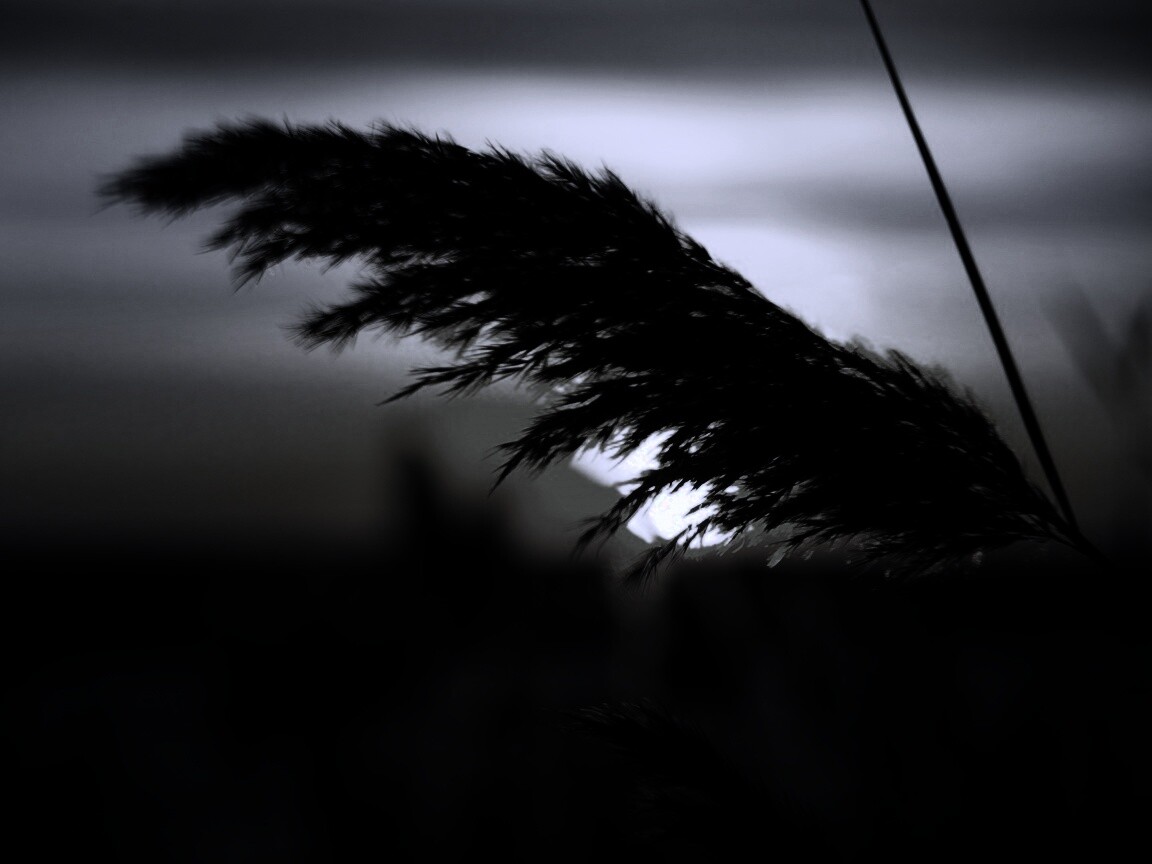 Камыш на закате обои