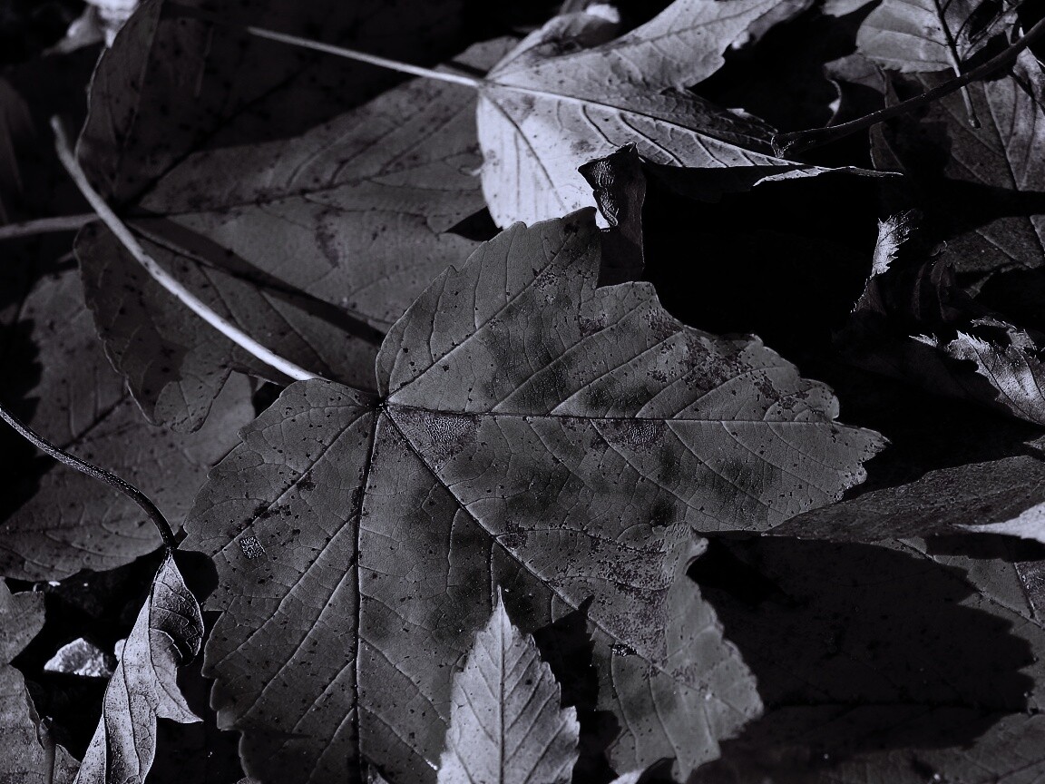 Осенние листья обои