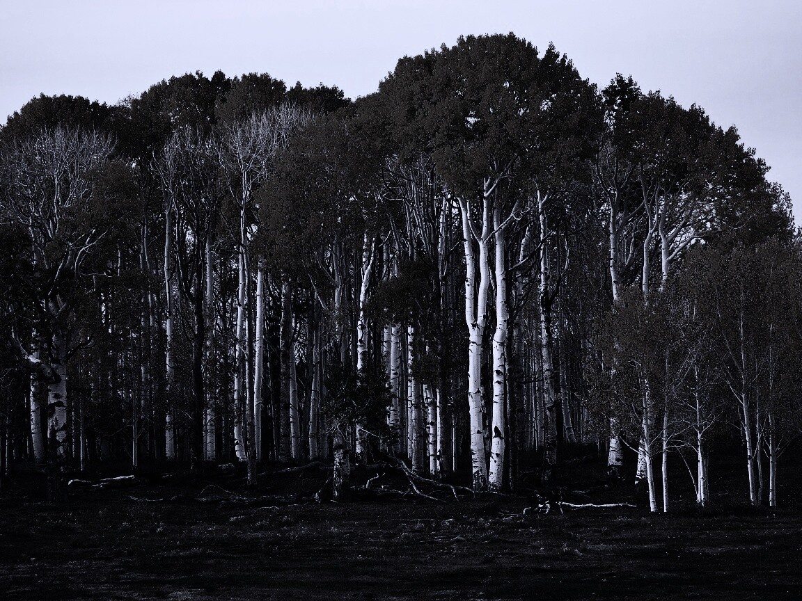 Пожелтевшая березовая роща обои