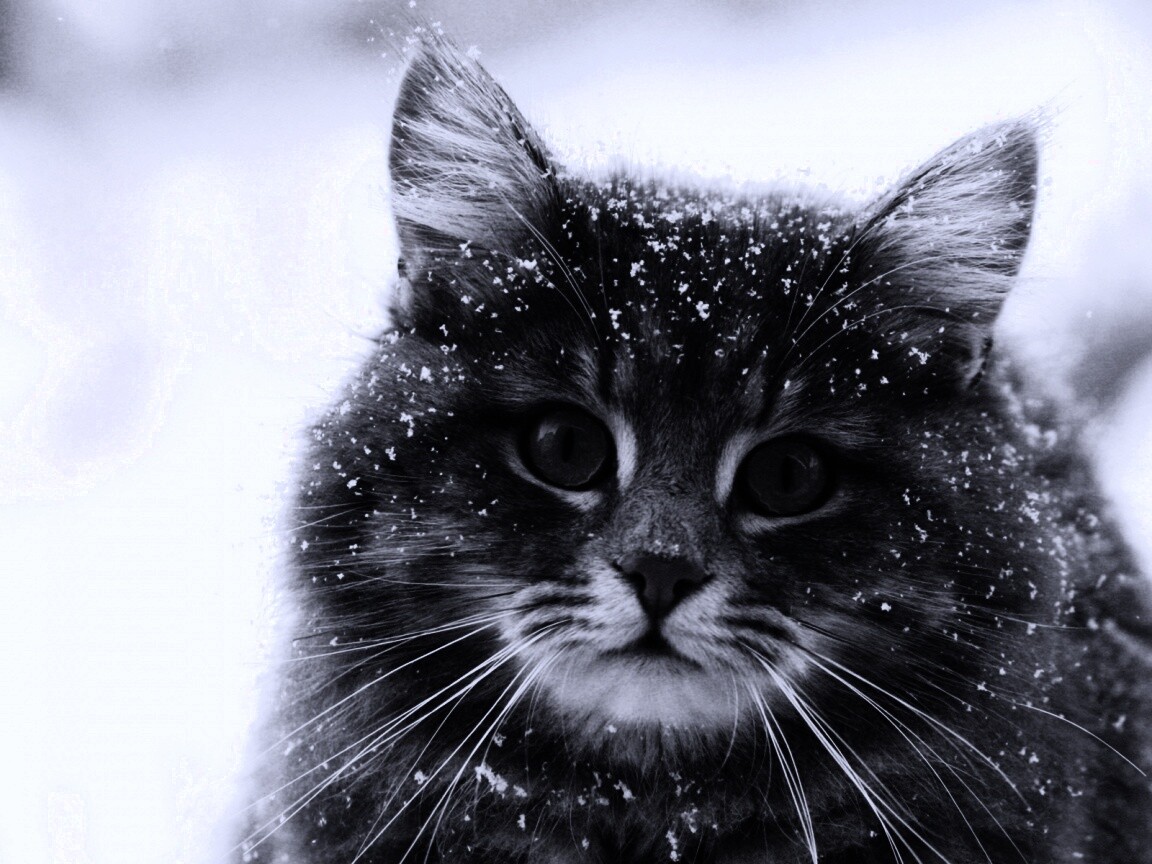 Кот в снегу обои