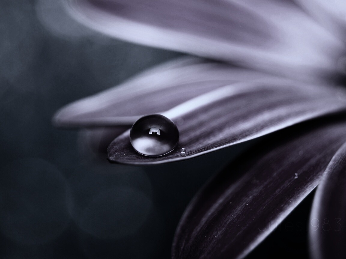 Капля на лепестке обои