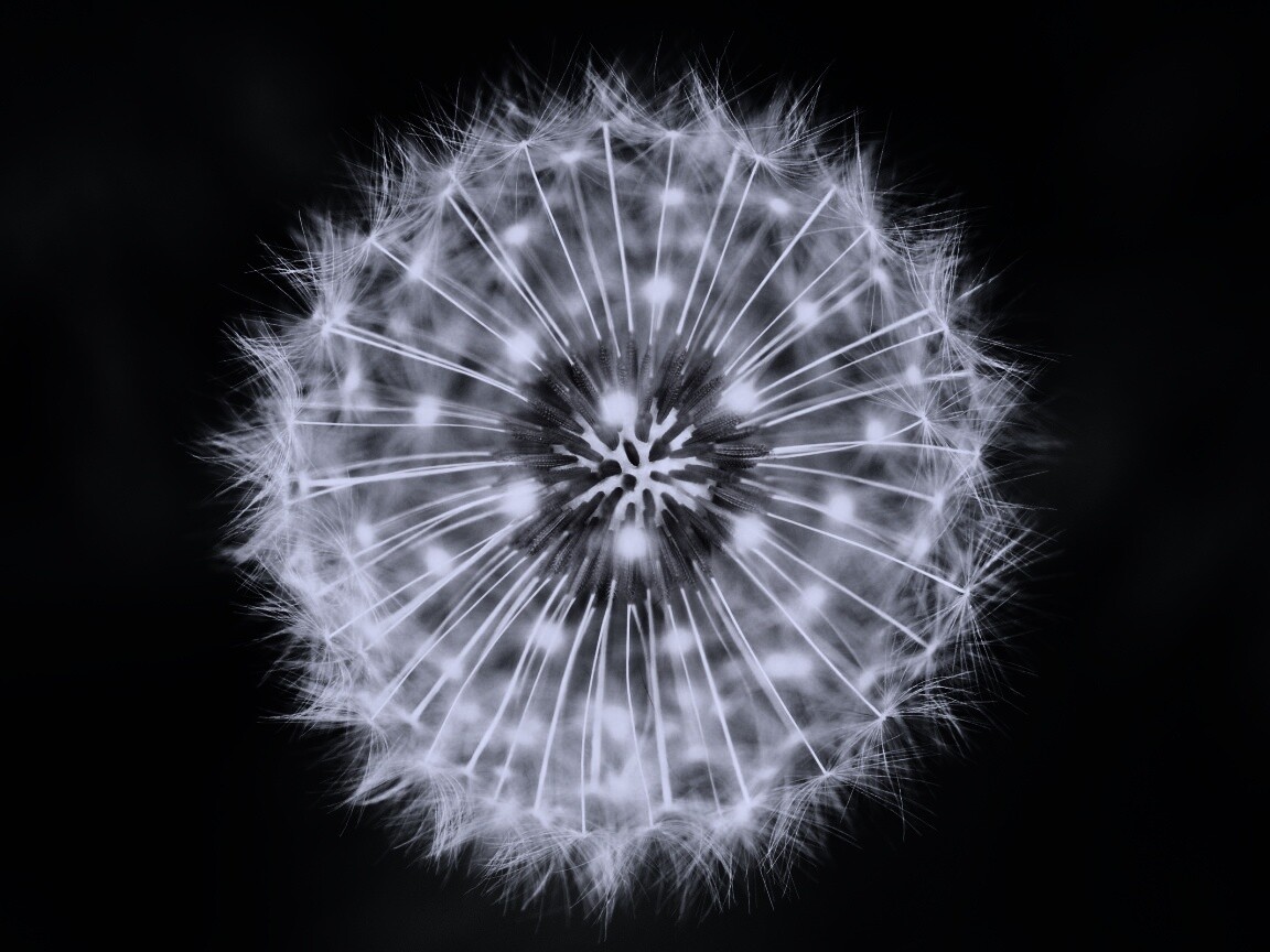 Макро фотография одуванчика обои