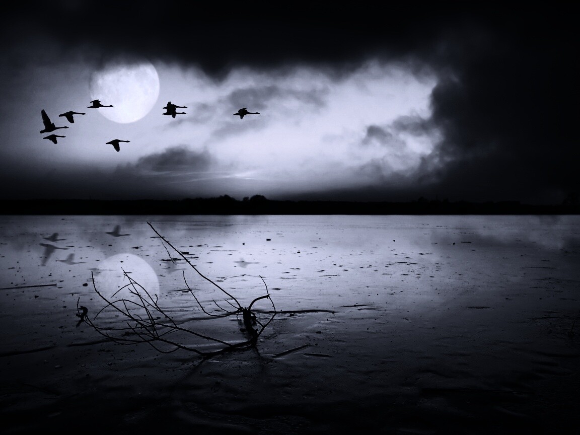 Полет птиц над озером обои