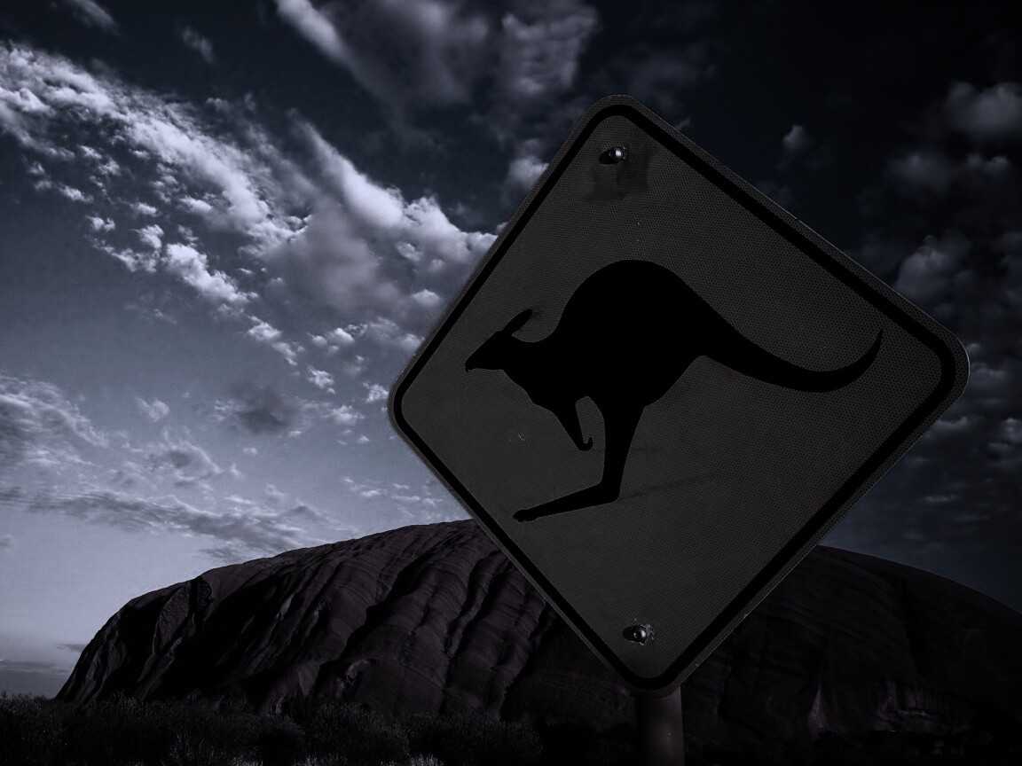 Осторожно, кенгуру! обои