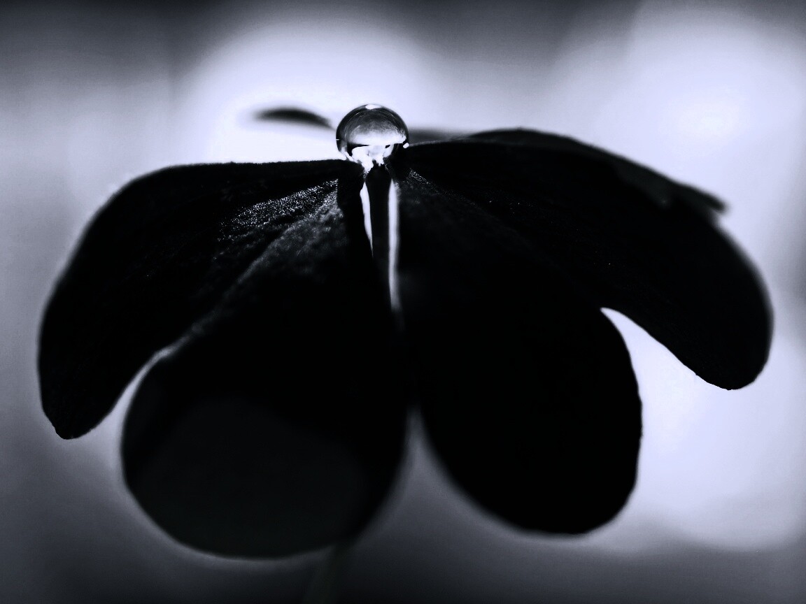 Зеленые листики и капелька воды обои