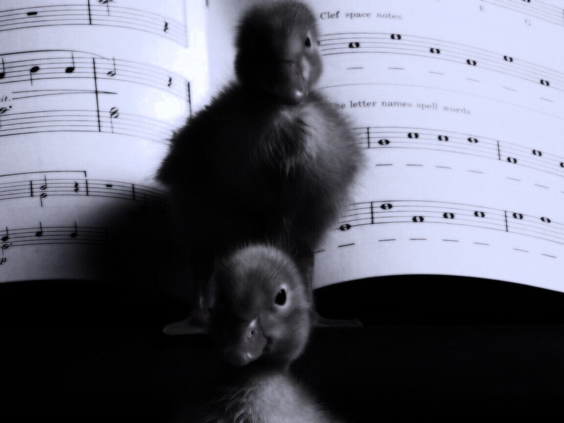 Музыкальные утята обои