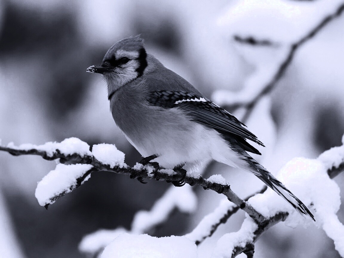 Маленькая синяя птичка обои