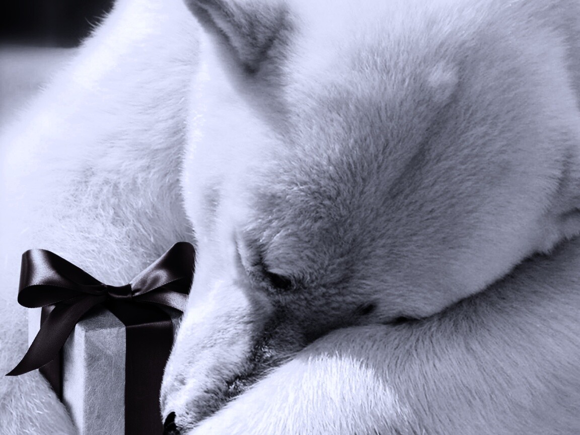 Белый мишка с подарком обои