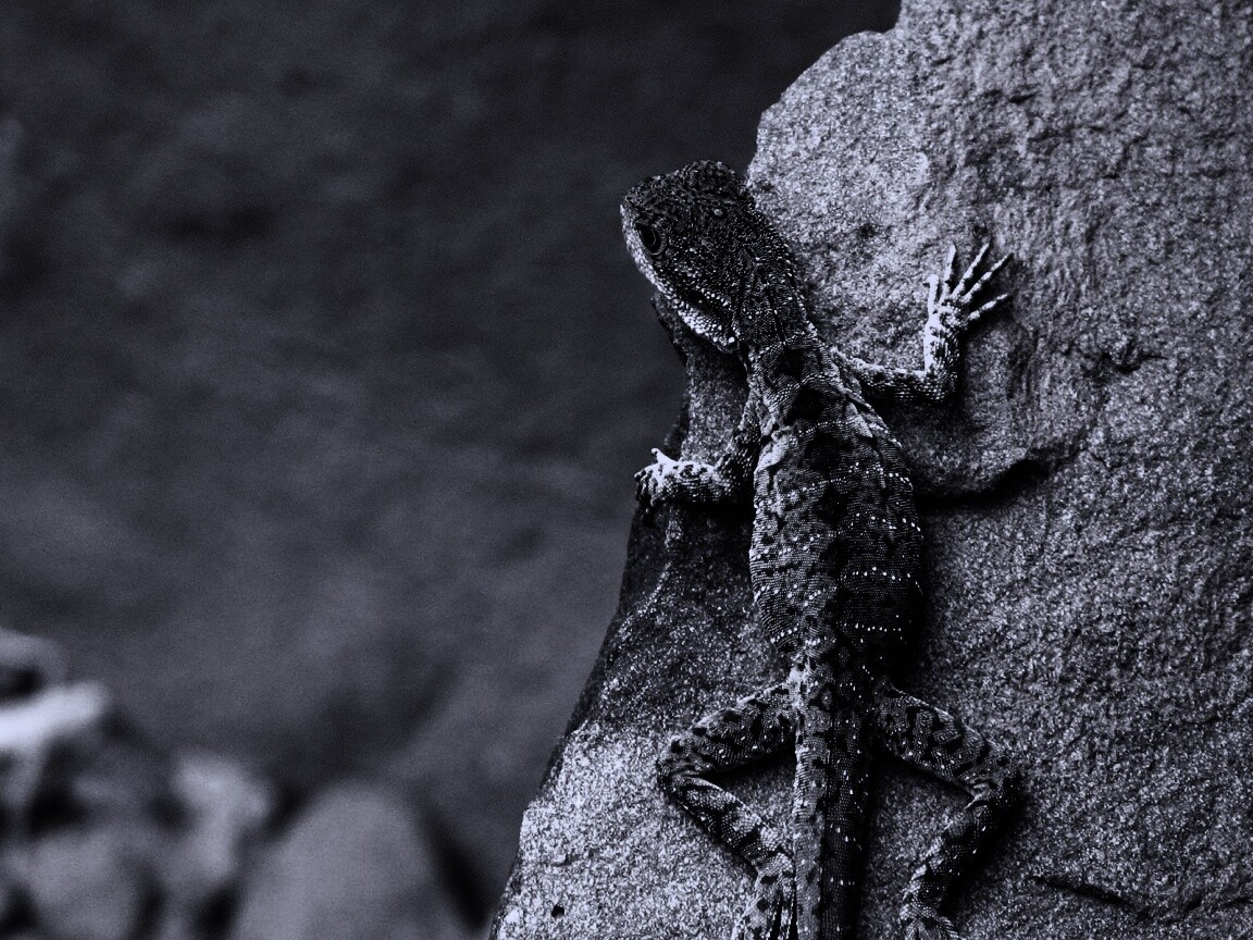 Ящерица на камне обои