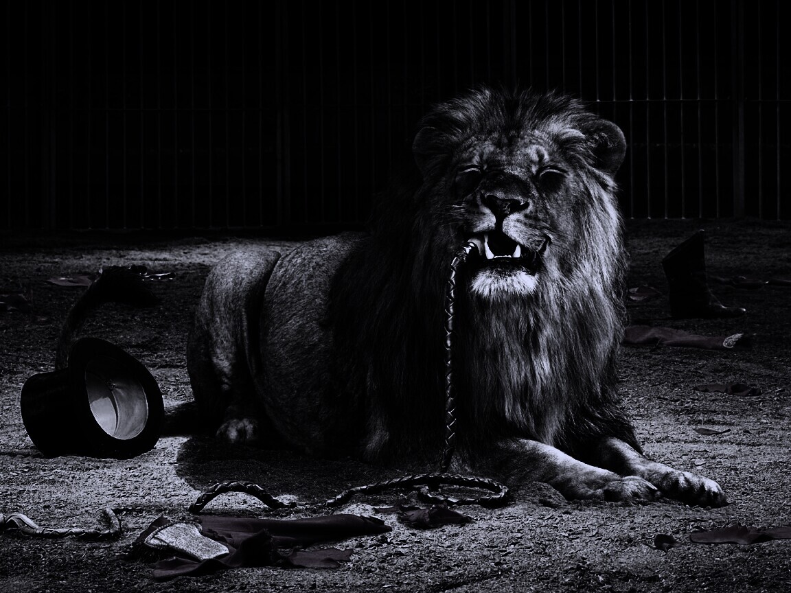Лев обои