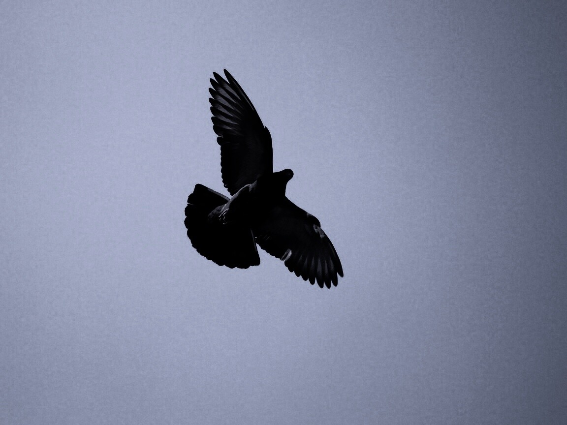 Голубь в полёте обои