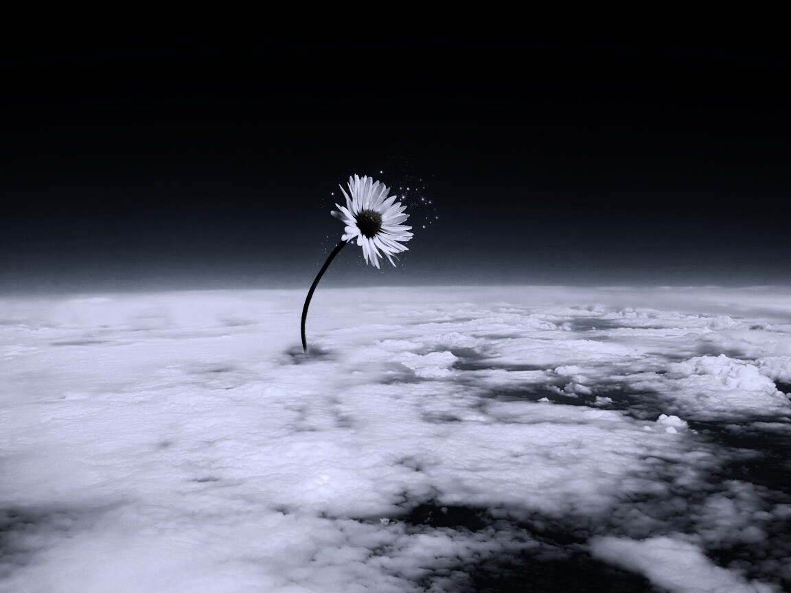 Ромашка в стратосфере обои