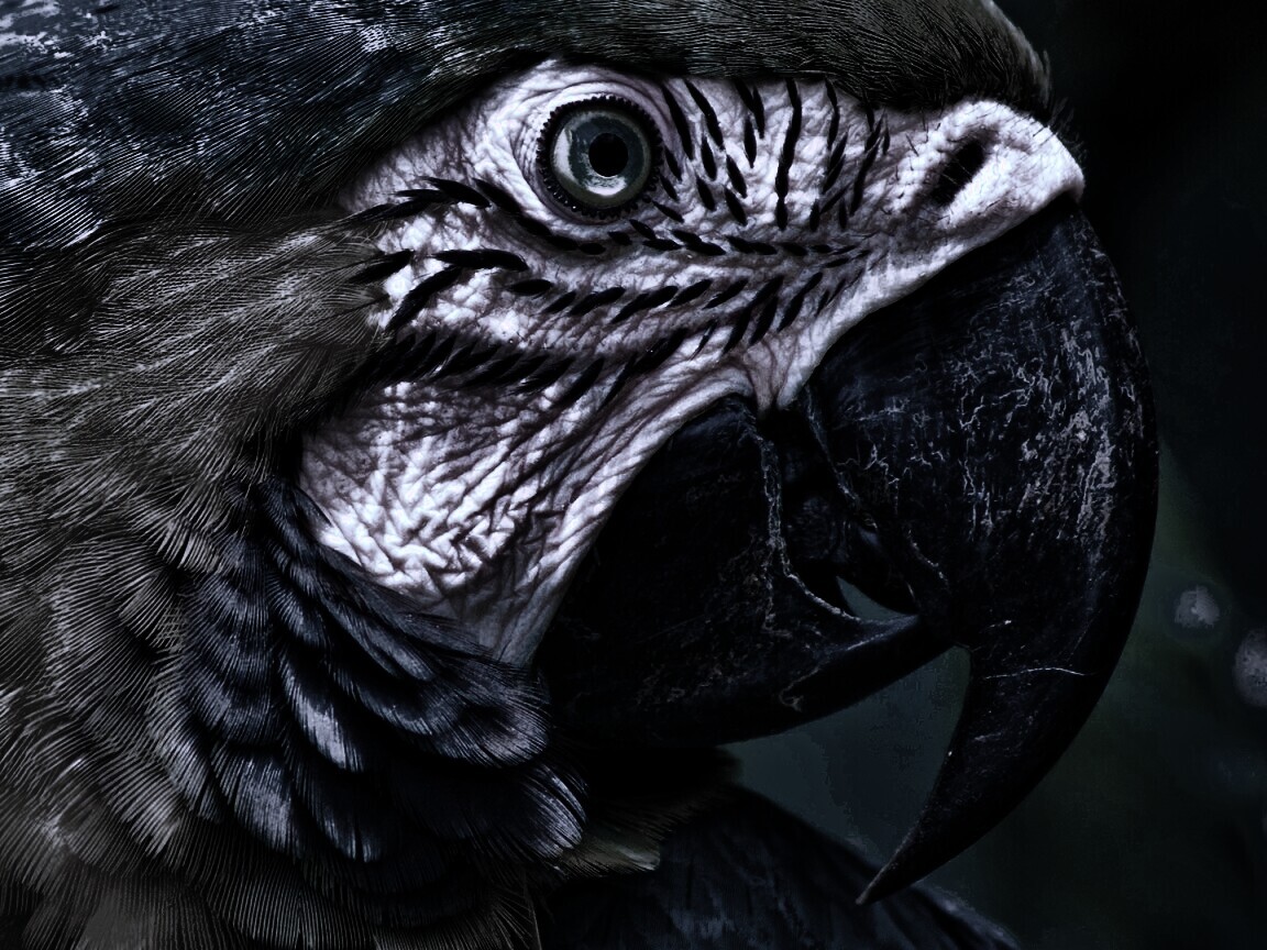 Попугай обои