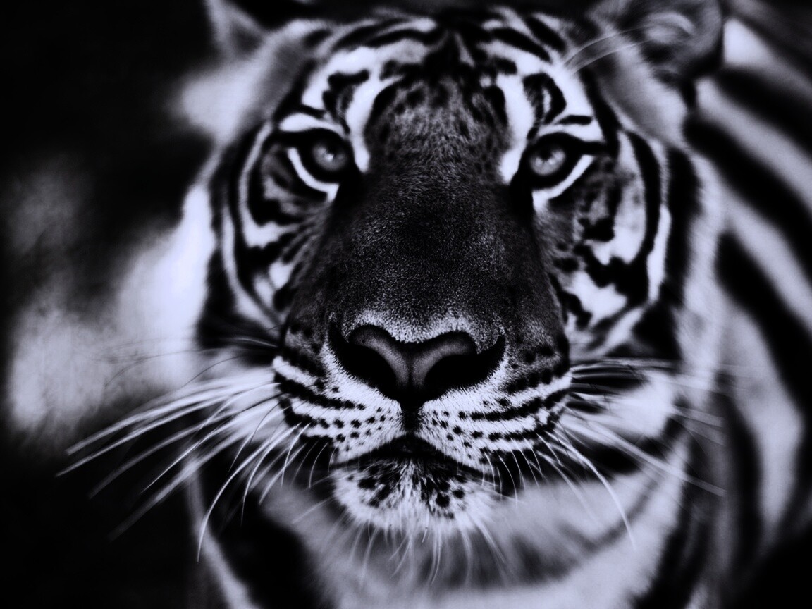 Красавец тигр обои