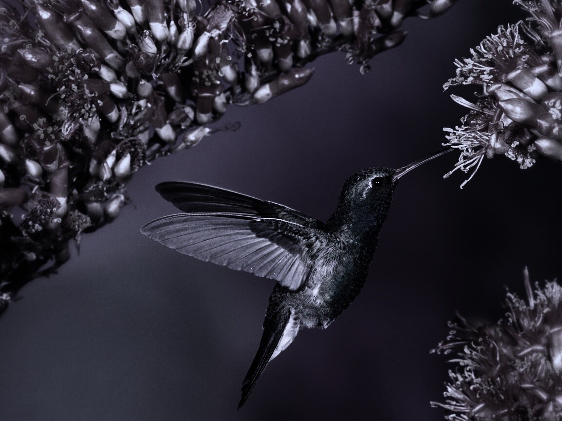 Колибри обои