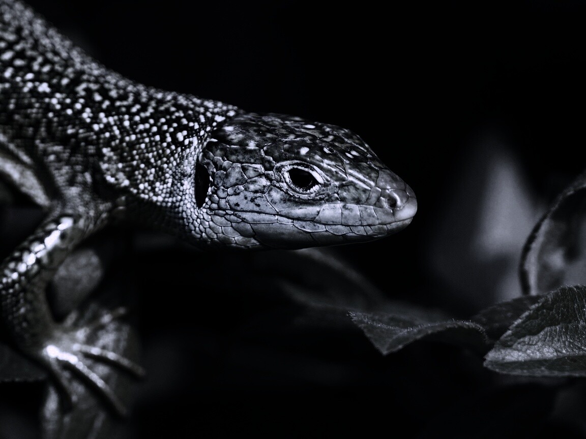 Ящерка на листьях обои