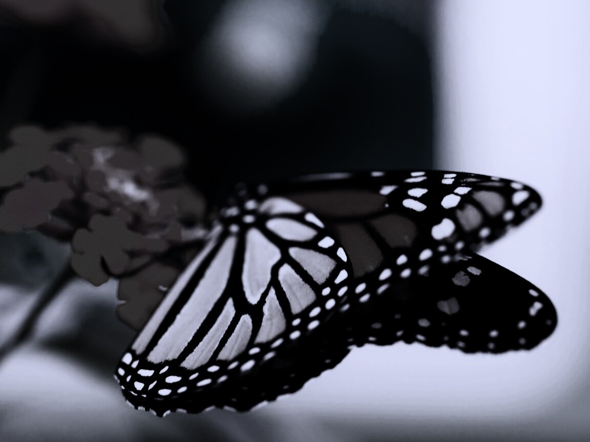 Бабочка на цветке в макро обои