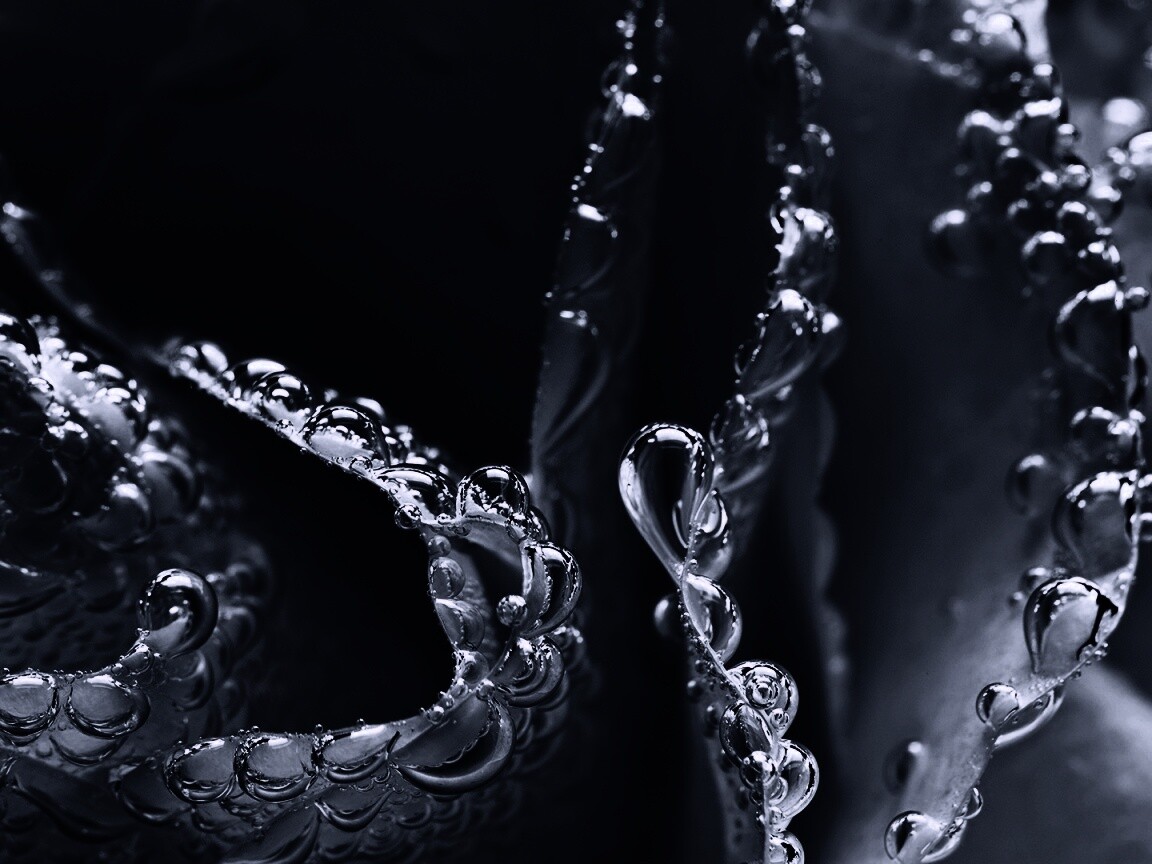 Капельки росы на синих лепестках обои