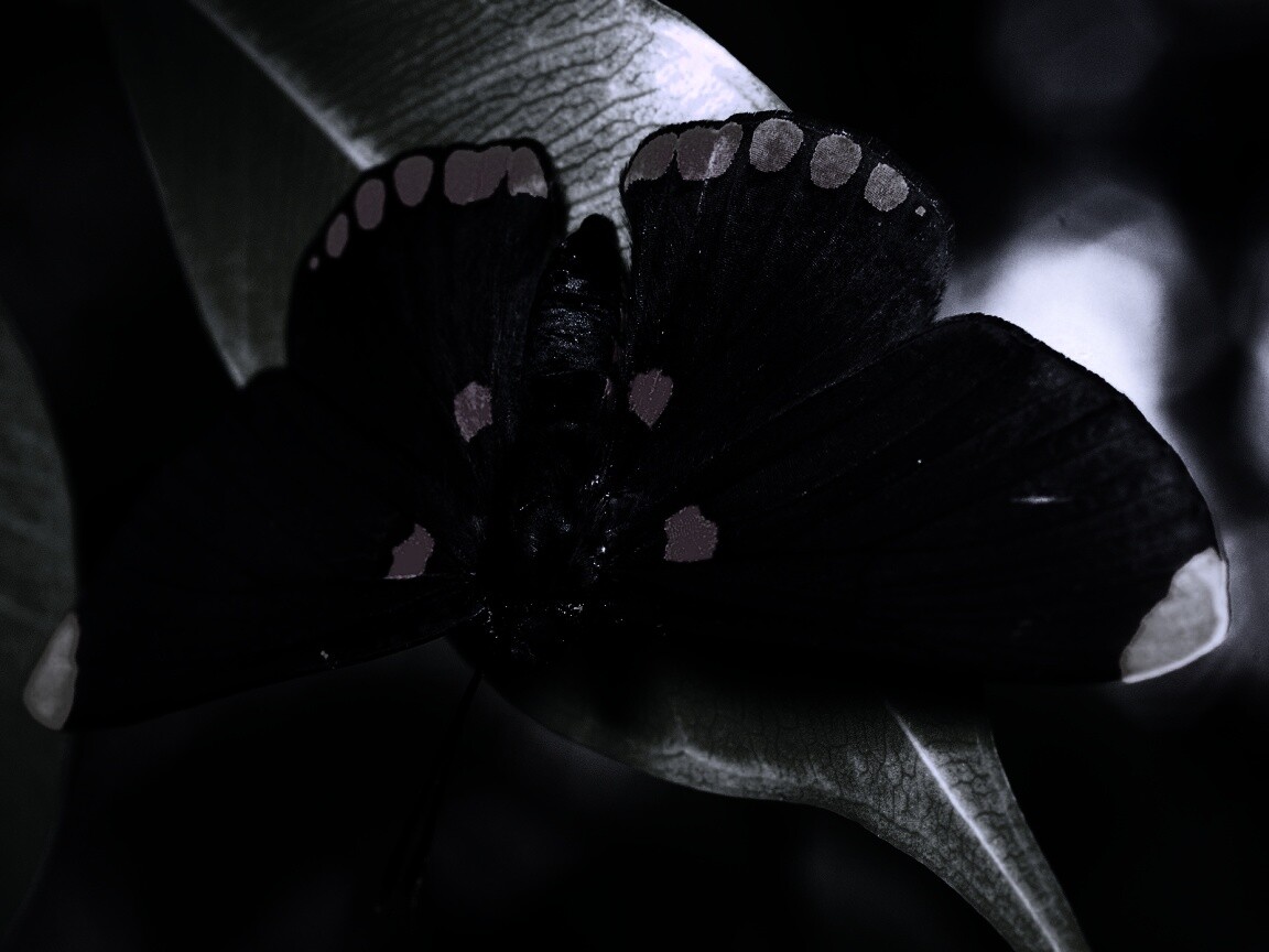 Бабочка на листе обои