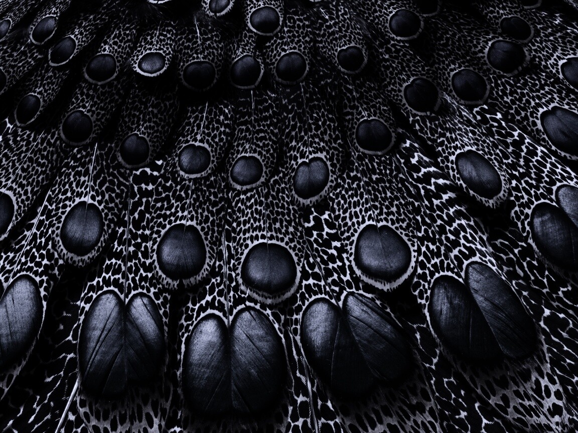 Хвост павлина обои