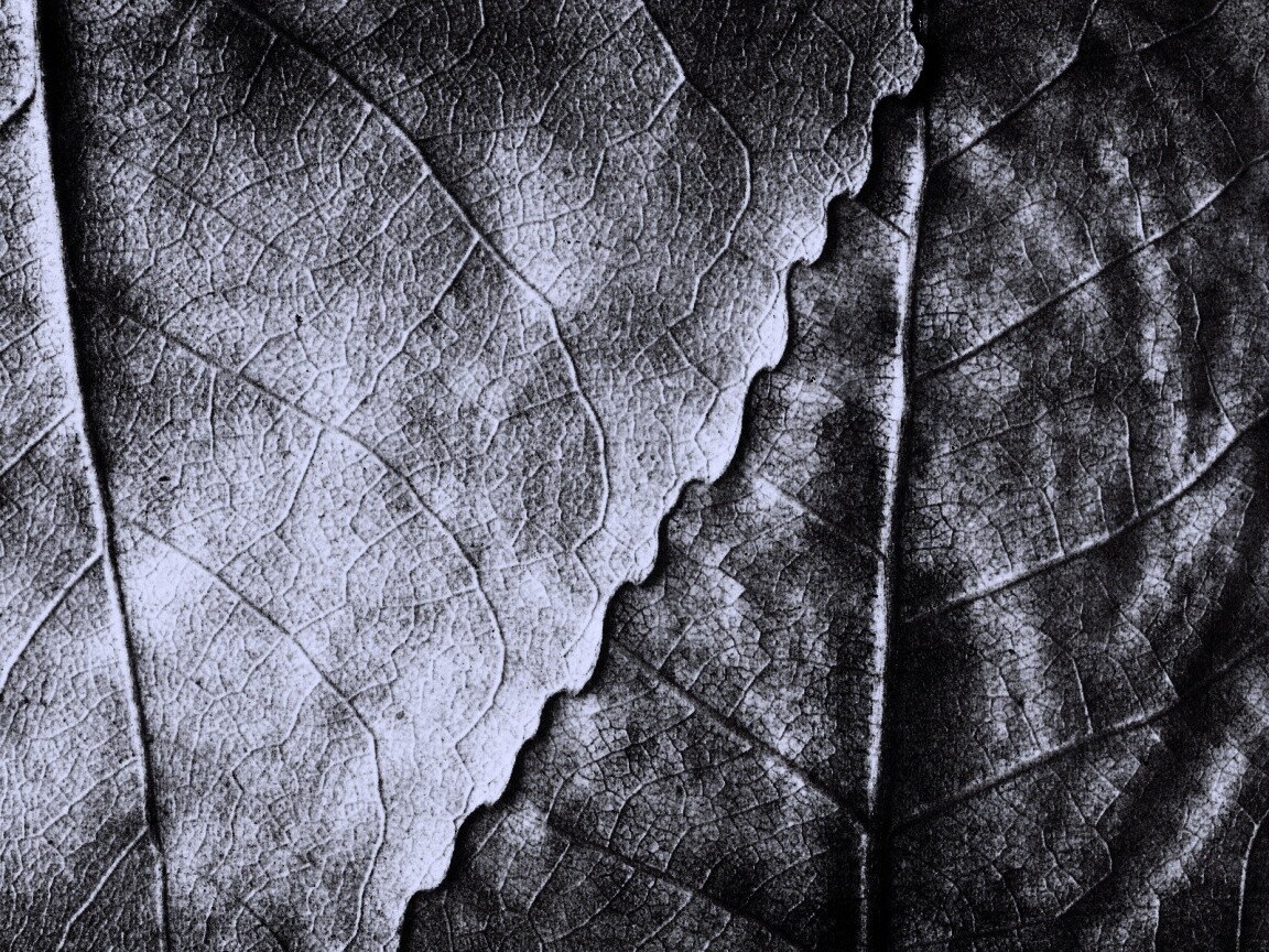 Текстура желтых увядших листьев обои