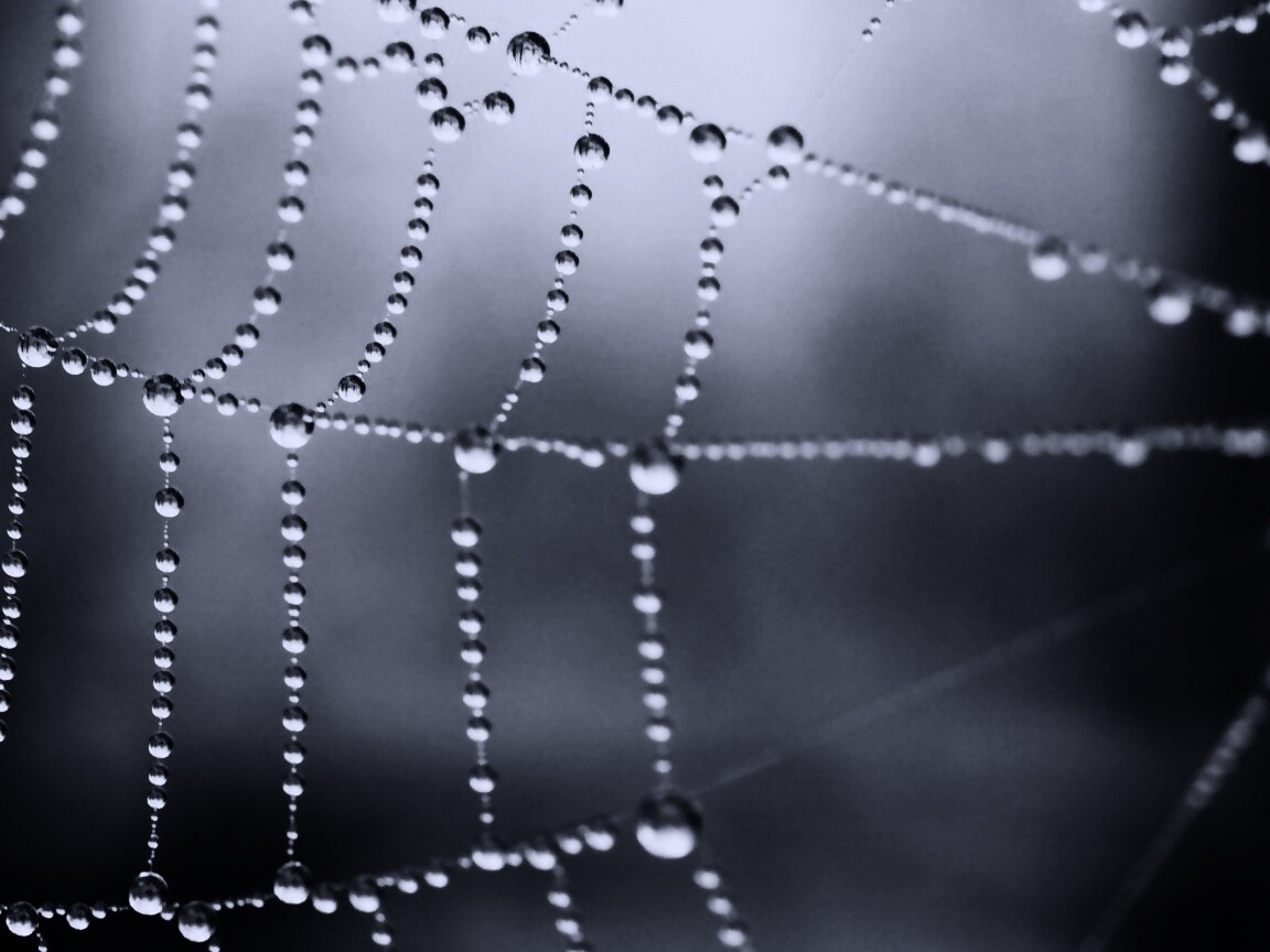 Капли росы на паутине обои