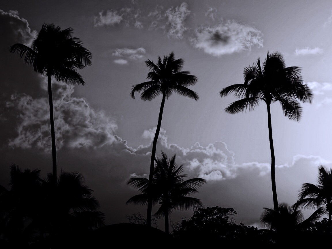 Пальмы на закате обои