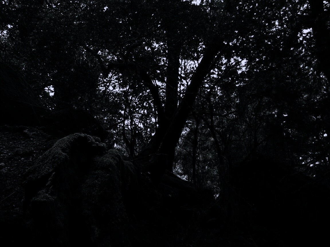 Чаща мшистого леса обои