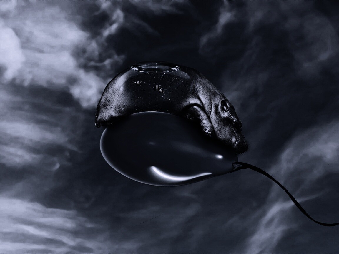 Водяной гиппопотам на шарике обои