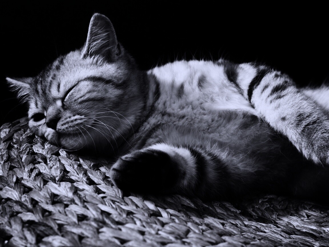 Пушистый кот спит на корзине обои