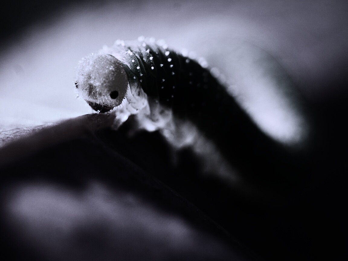 Гусеница бабочки на лепестке обои