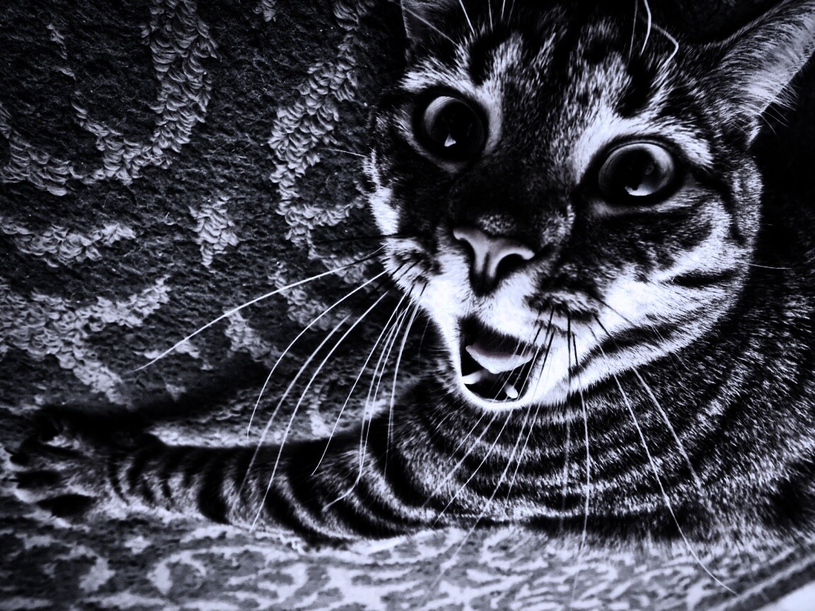 Спалившийся на ковре кошак обои