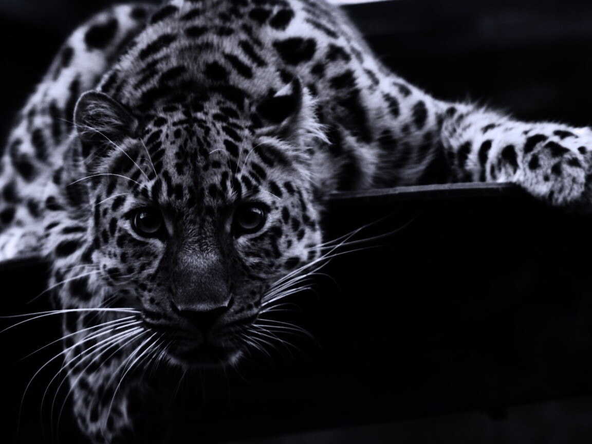 Леопард в зоопарке обои