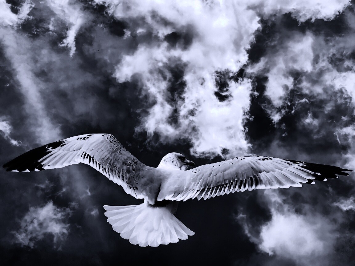 Гордая птица в полете обои