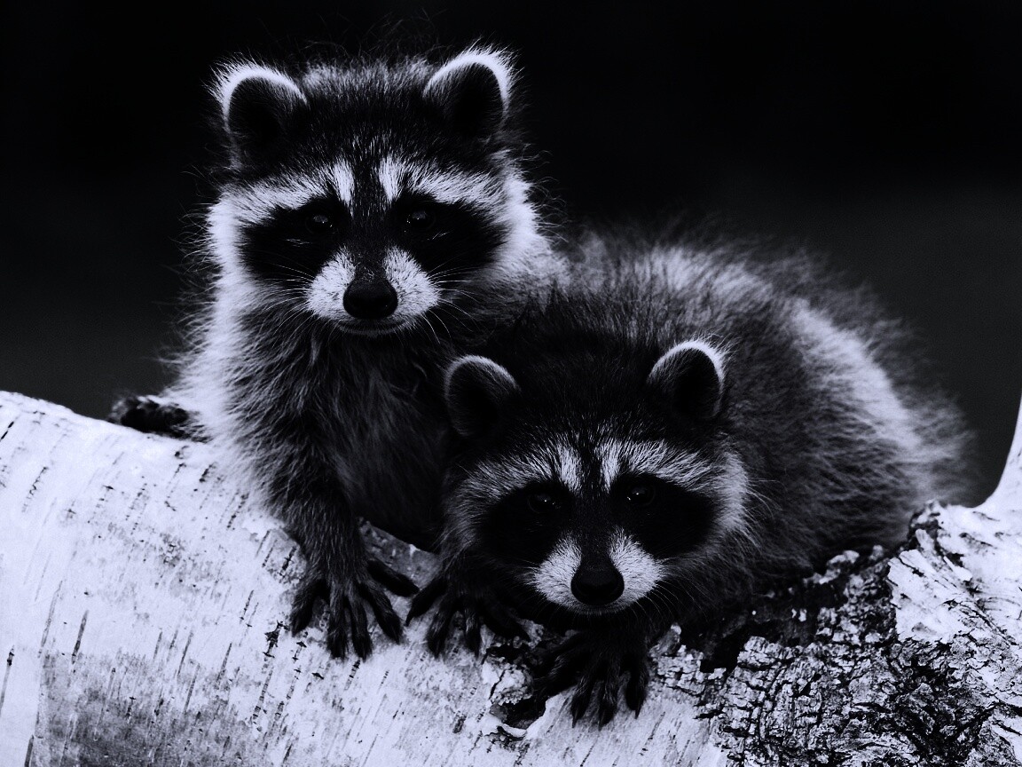 Полосатики обои