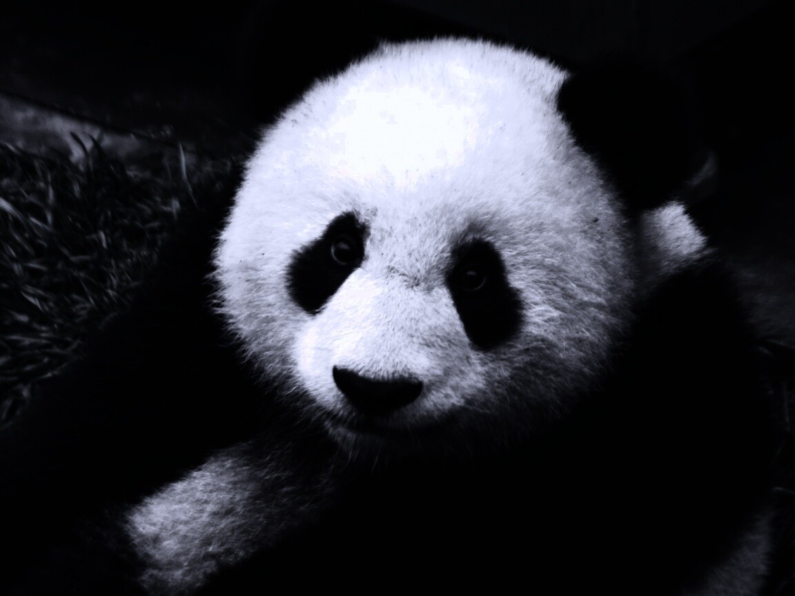 Взгляд.. обои