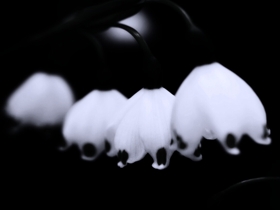 Белые ландыши обои